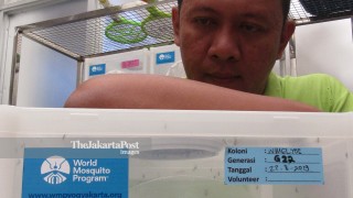 World Mosquito Program (WMP) Yogyakarta