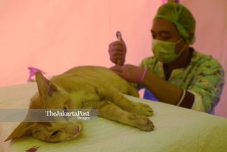 Sterilisasi Massal Kucing Lokal