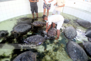 TCEC ( turtle conservation and education center), di Bali