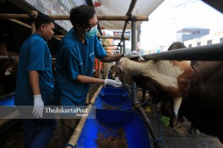 Pemeriksaan kesehatan hewan Kurban