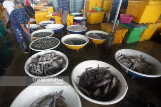 Bad Weather, Fish Supply Low
