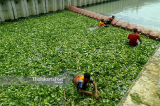Planting water hyacinth experiment