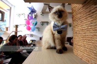File; Cutie Cats Cafe Kemang