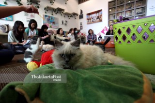 File: Cutie Cats Cafe Kemang