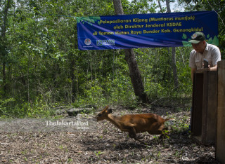 Konservasi Kijang asal Gunung Merapi