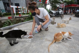 Feeding stray cat