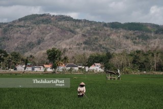 Pertanian di Yogyakarta