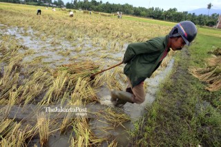 File: Sawah Rusak Akibat Banjir di Aceh