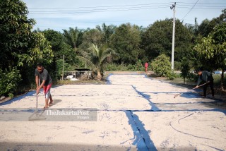 Pepper farmer activity in  Bangka Belitung