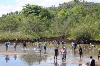 File: Hutan Mangrove di Manado