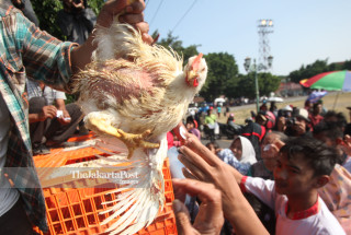 Chicken breeder protest