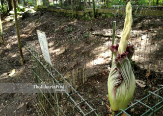 File: Bunga Bangkai Raksasa di Taman Hutan Raya Djuanda