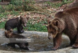 Kelahiran Bayi Kembar Beruang Coklat