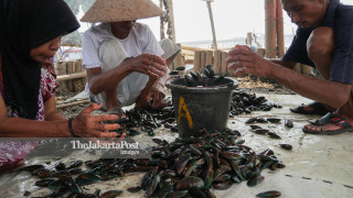 Green Mussels Farmers