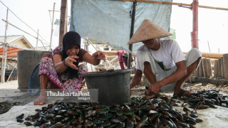 Green Mussels Farmers