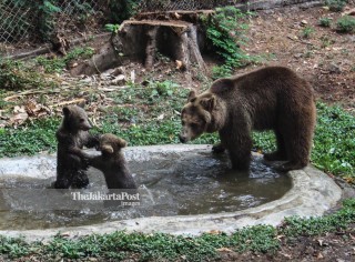 Kelahiran Bayi Kembar Beruang Coklat