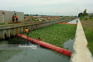 Planting water hyacinth experiment