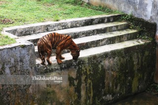 Sumatran Tiger in Medan Zoo