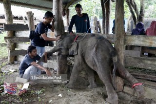 File: Pelatihan Gajah Saree