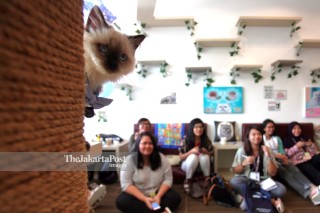File: Cutie Cats Cafe