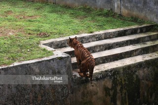 Sumatran Tiger in Medan Zoo