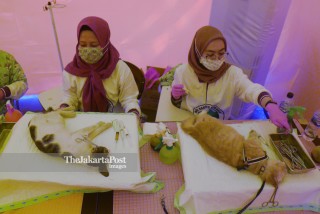 Sterilisasi Massal Kucing Lokal