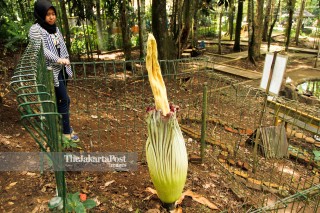 File: Bunga Bangkai di Taman Hutan Raya Djuanda, Bandung