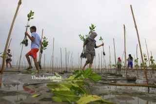 File: Hutan Mangrove di Aceh