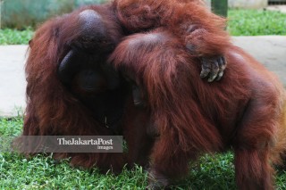 Orangutan di Kebun Binatang Medan Sumatra Utara