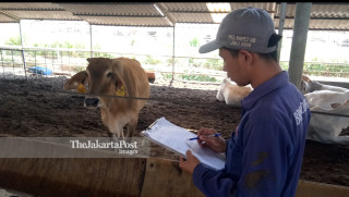 A new variant cattle for Indonesia