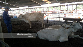 A new variant cattle for Indonesia