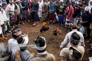 File: Cockfighting ritual